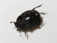 Margarinotus brunneus