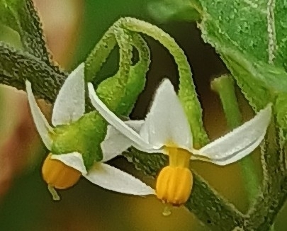 Solanum americanum observed 2026-07-28
