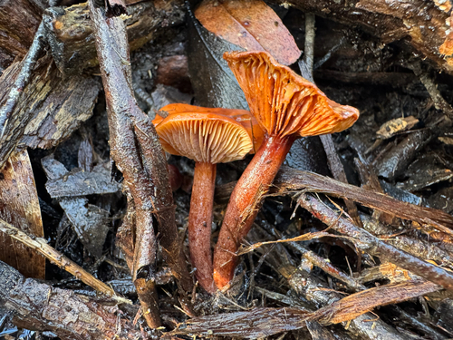 Lactarius eucalypti