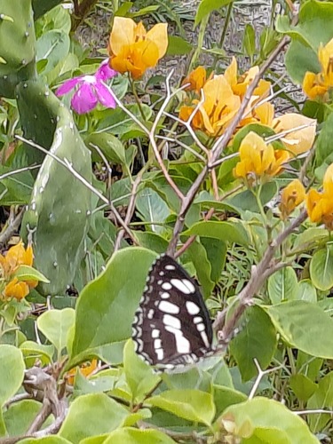 Common Sergeant