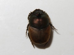 Onthophagus coenobita