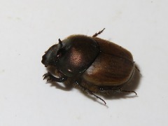 Onthophagus coenobita