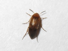 Anaspis flava