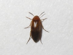 Anaspis flava