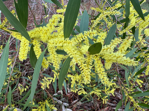 Longleaf Wattle