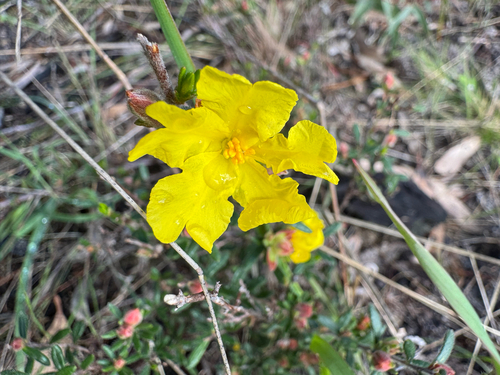 Silky Guinea-flower