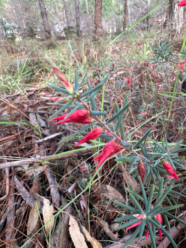 Flame Heath