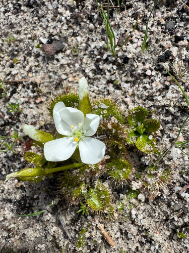 scented sundew