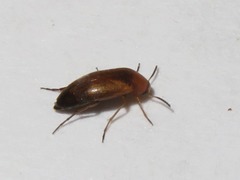 Anaspis flava