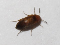 Anaspis flava