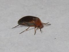 Anaspis flava