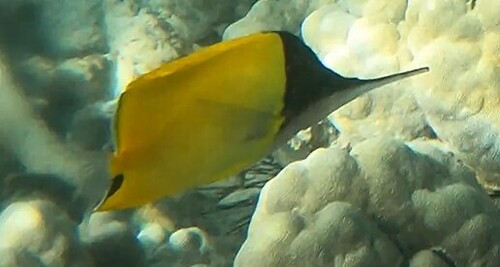 Forcipiger longirostris, 2026-07-25