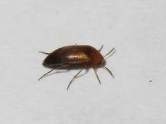Anaspis flava
