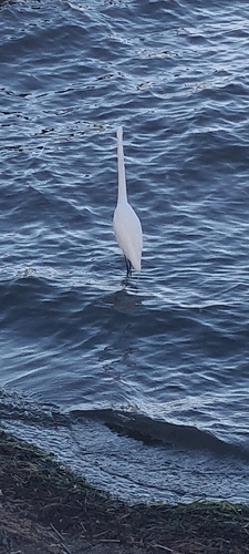 Great Egret