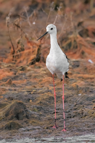 Échasse blanche