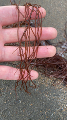 Gracilaria pacifica