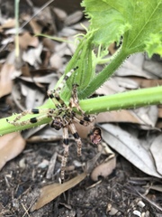 Araneus bicentenarius