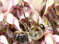 Apis mellifera