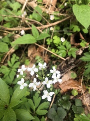 Cardamine trifolia