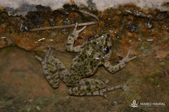 Pelodytes hespericus