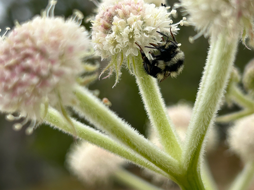 iNaturalist observation photo of Black-tailed Bumble Bee