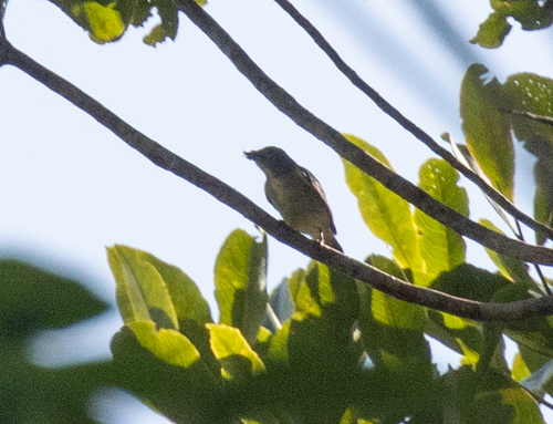 Red-capped Flowerpecker (Dicaeum geelvinkianum), photo 2