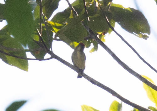 Red-capped Flowerpecker (Dicaeum geelvinkianum)