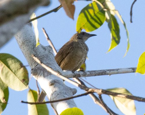 Plain Honeyeater (Pycnopygius ixoides), photo 1