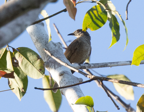 Plain Honeyeater (Pycnopygius ixoides), photo 2