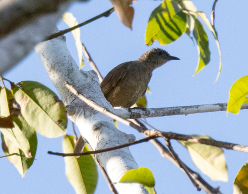 Plain Honeyeater (Pycnopygius ixoides), photo 3