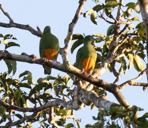 Orange-bellied Fruit Dove (Ptilinopus iozonus), photo 10