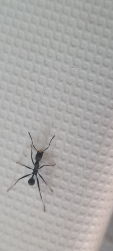 Aphaenogaster senilis