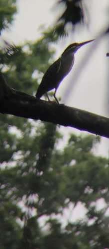 Little Heron