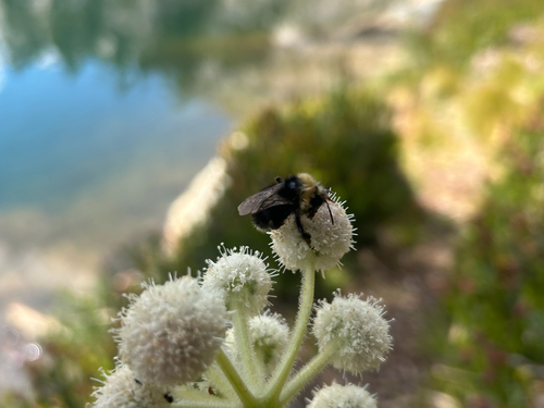 iNaturalist observation photo of Yellowish Cuckoo Bumble bee