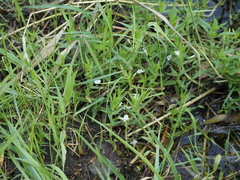 Gratiola officinalis, photograph author not stated, no rights reserved