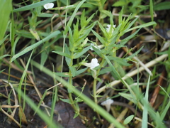 Gratiola officinalis, photograph author not stated, no rights reserved