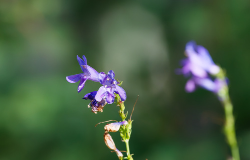 Penstemon cyananthus, photograph 4