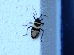 Largus fasciatus