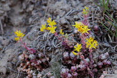 Sedum debile, photograph (c) Daughter Dad, some rights reserved (CC BY)