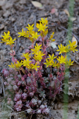 Sedum debile