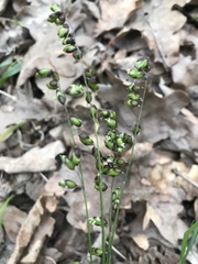 Melica picta