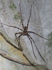 Heteropoda maxima