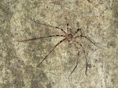 Heteropoda maxima