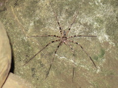Heteropoda maxima