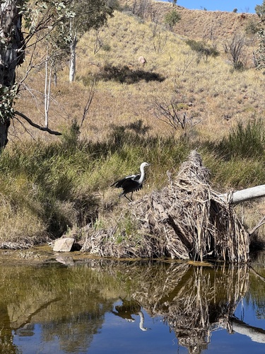 White-necked Heron
