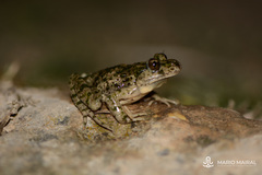 Pelodytes hespericus