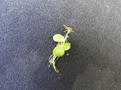 Spirodela polyrhiza