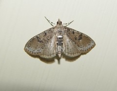 Palpita arsaltealis