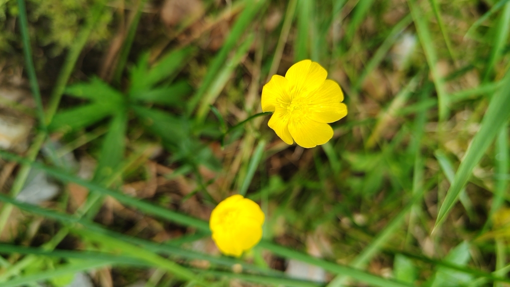 Ranunculus polyanthemos; photograph (c) Полина Полежанкина, some rights reserved (CC BY)