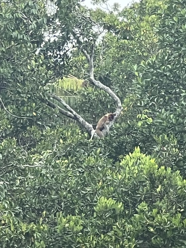 Proboscis Monkey